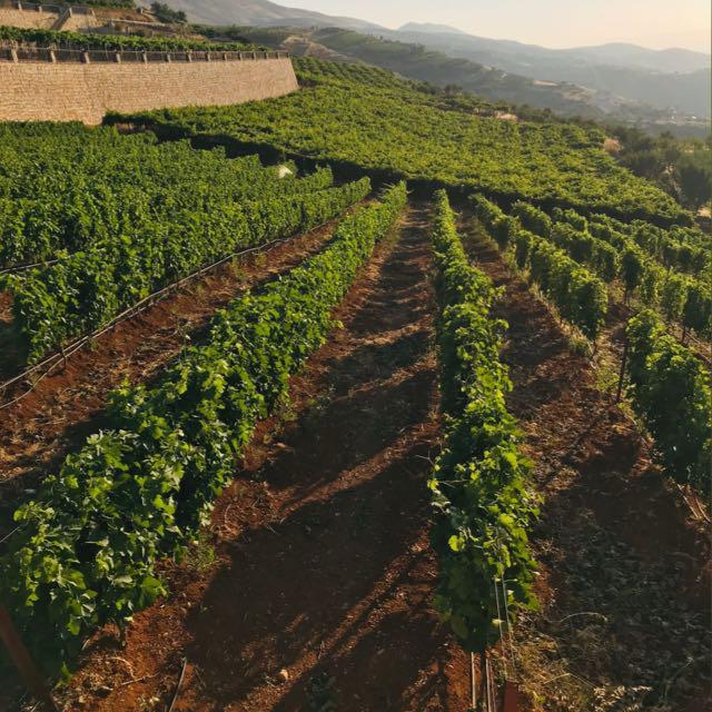 Drip-irrigated rows on a hillside farm